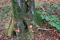 IMG-20250927-WA0013