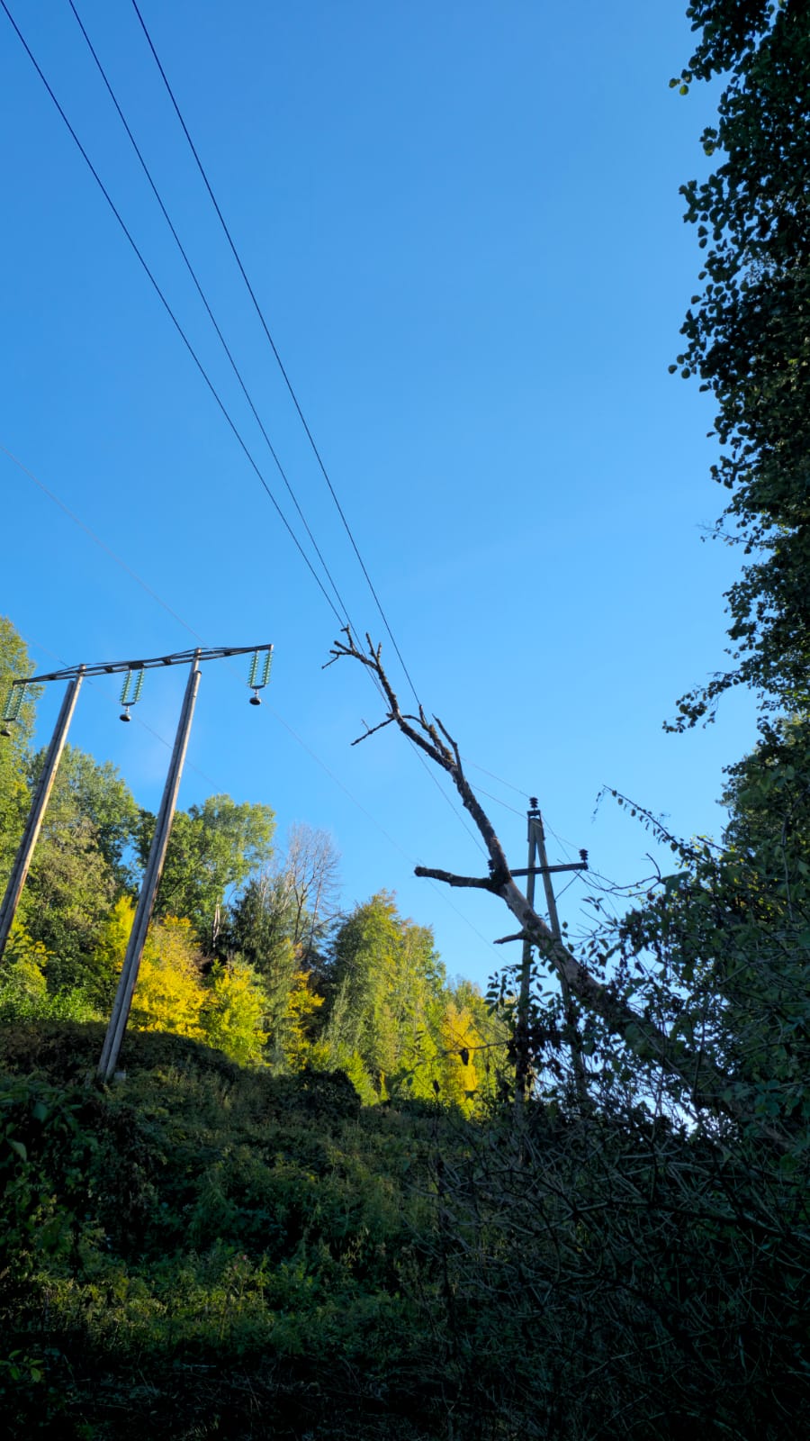Baum auf Stromleitung in Pabing